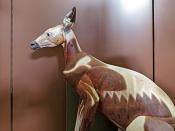 galerie de paleontologie et de anatomie comparee 12-2015 8231